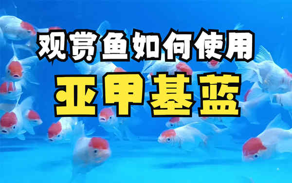 亚甲基蓝鱼儿的保命仙丹插图