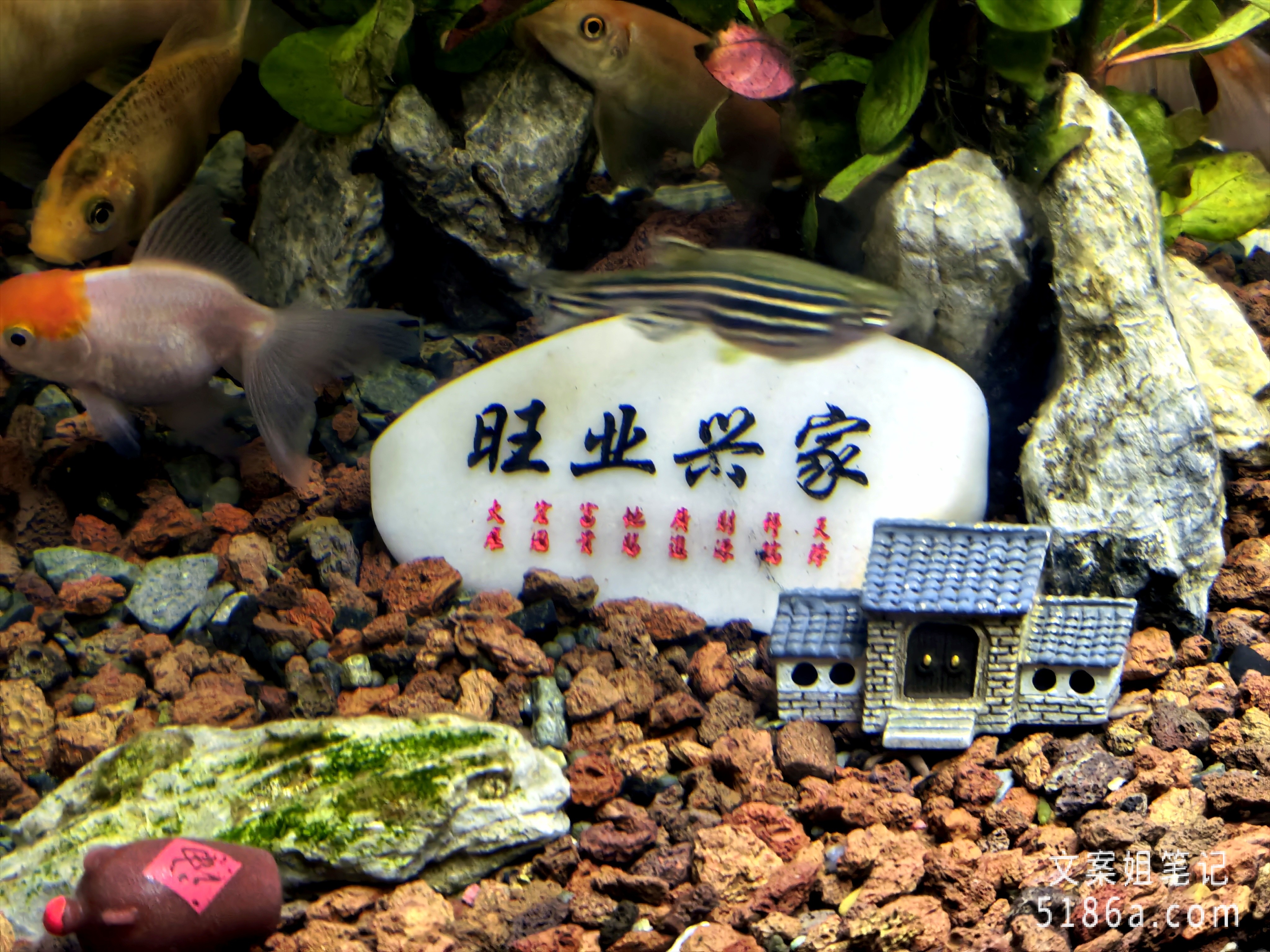 给鱼缸添加点小个性 派大星银行卡卡面插图 给鱼缸添加点小个性 派大星银行卡卡面